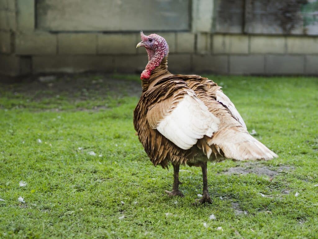 pavo