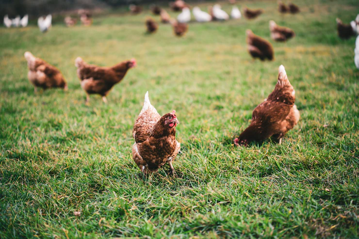 Diferencias entre avicultura y cría de aves de corral